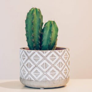 desk cactus.jpg