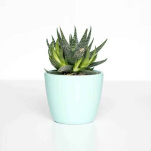 pic14 free img.jpg
