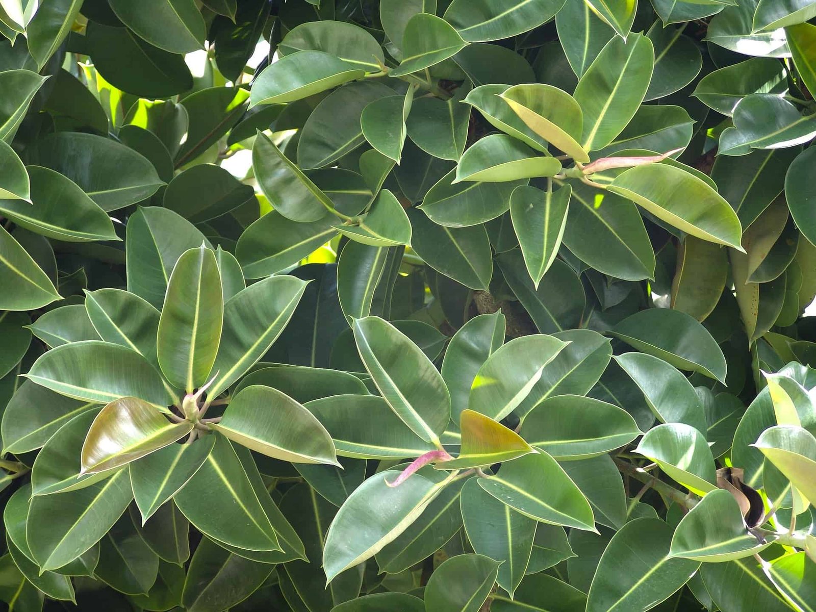rubber-tree-1280788_1920.jpg rubber tree 1280788 1920.jpg